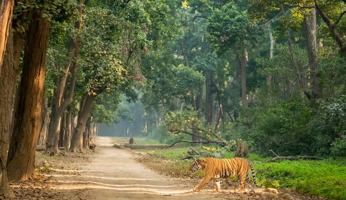 Uttarakhand - Jim Corbett National Park